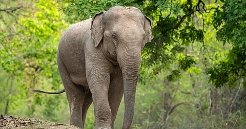 elephant attack
