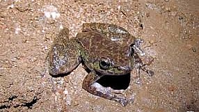 Meghalaya: Unique Breeding Habits of High-Altitude Frog Discovered