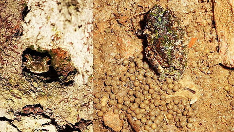 Meghalaya’s mystery frog