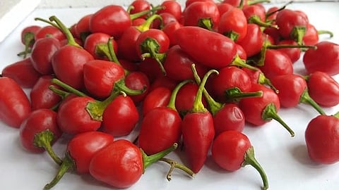 Sikkim’s GI-Tagged Dalle Chilly Exported To Solomon Islands