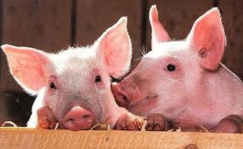 African Swine Fever