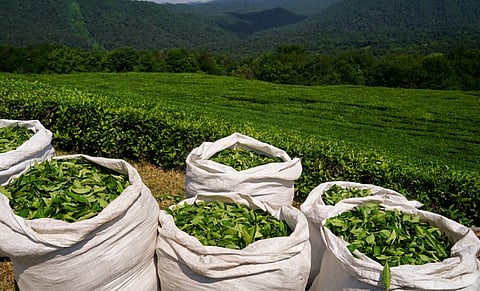 tea exporter