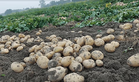 potato cultivation