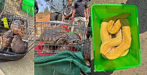 विदेशी वन्यजीव जानवरों को जब्त किया गया