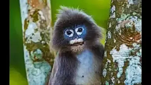 Endangered Spectacled Leaf Monkey Killed In Road Accident Near Assam University