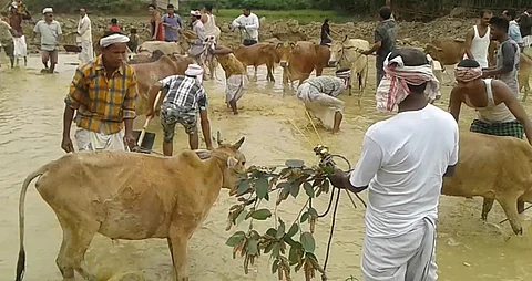 Goru Bihu