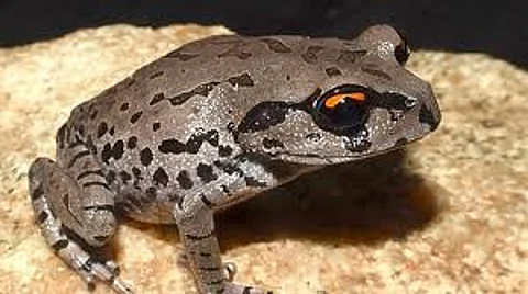 Assam: New Frog Species Discovered In Garbhanga Reserve Forest