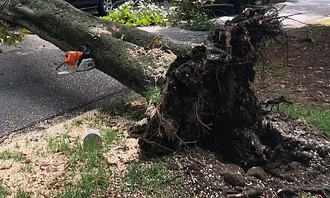 tree collapses