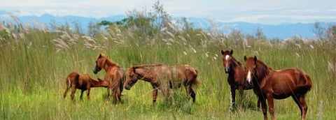 Feral horses