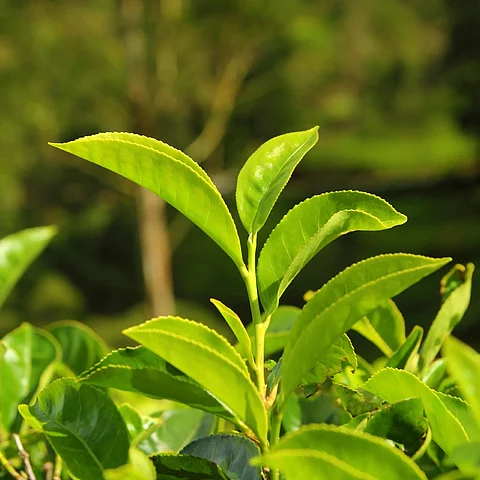 tea leaves