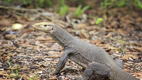 monitor lizard rescued
