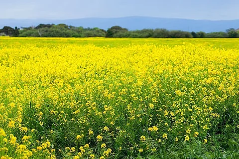 yellow revolution