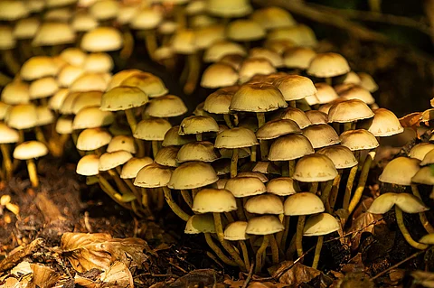 mushrooms