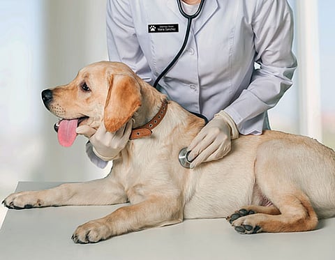 veterinary hospitals