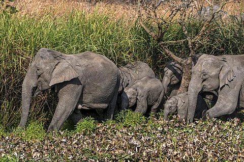 Forest department admits poaching of elephants at Manas National Park