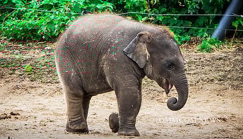 elephant calf