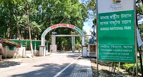 Eight elephants killed in a month in Manas: Jeep Safari Association