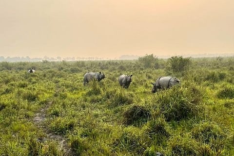 Deterrent anti-poaching measures for Manas
