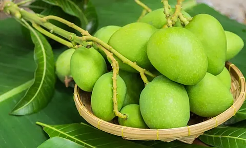 Raw mangoes