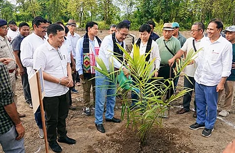 mega oil palm drive