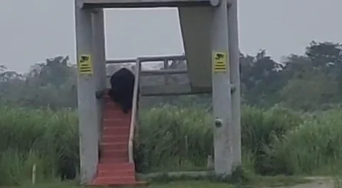 Assam: Bear Spotted Descending Dopholong Tower at Kaziranga National Park