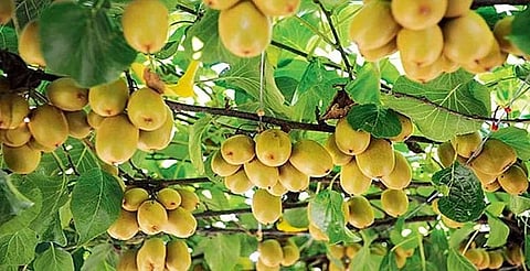 fruit farming