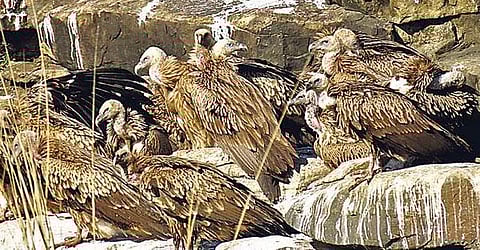 vultures