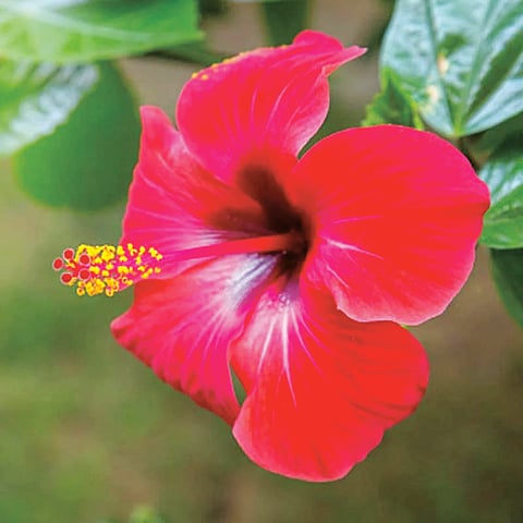 Hibiscus Flower