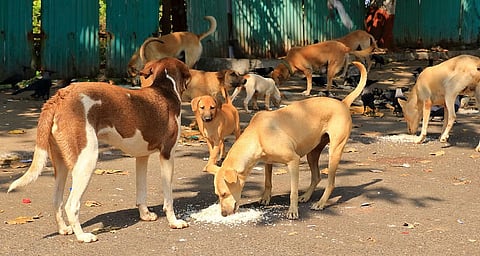 Stray dog