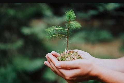 ornamental saplings