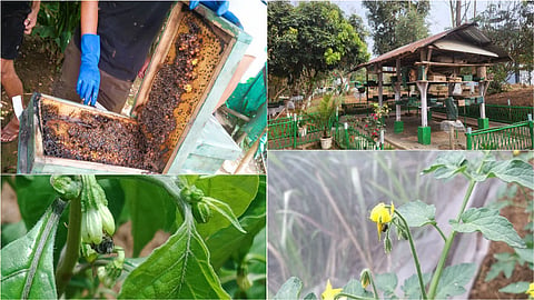 stingless bee species