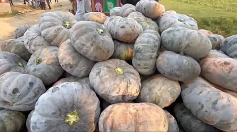 Assam: Tons of pumpkin rotting in Bokakhat due to lack of market