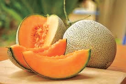 Muskmelon