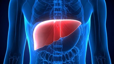 liver