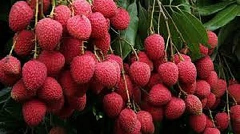 Litchi