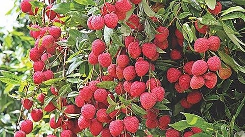 Litchi