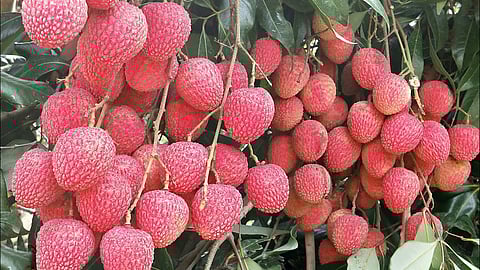 litchi cultivation