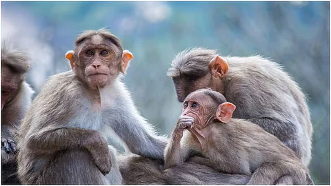 Monkey menace