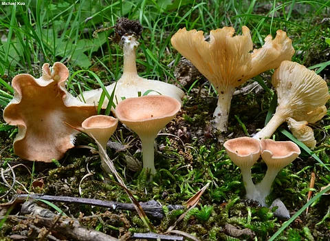 Infundibulicybe gibba