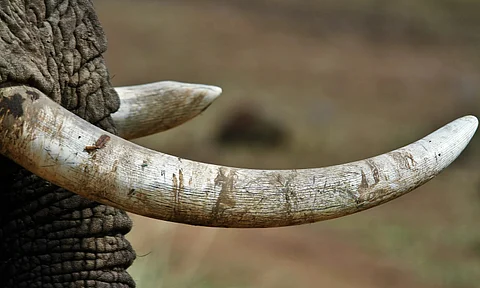 Ivory Tusk