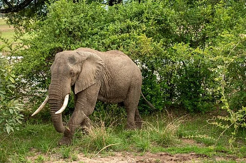 Elephant terror