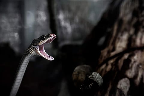 Rat Snake