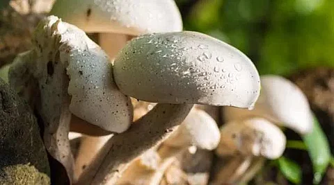 Training on milky mushroom cultivation