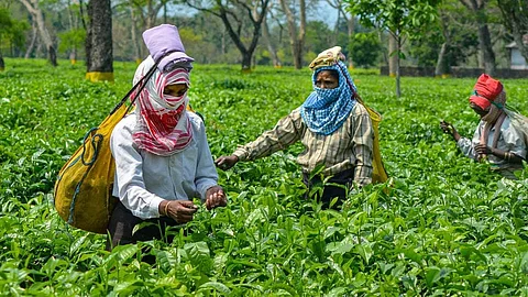 Eti Koli Duti Paat scheme