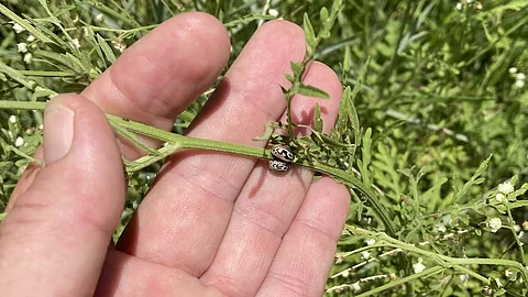 Parthenium weed