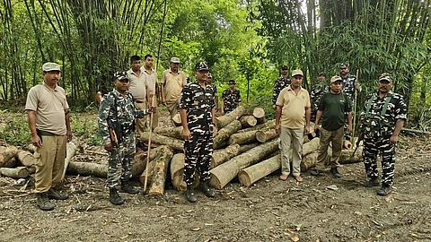 illegal wood