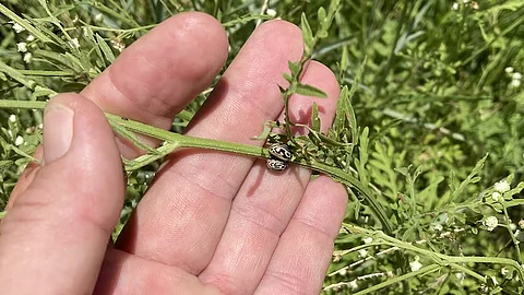 Assam: Toxic Parthenium weed poses serious threat in Tezpur