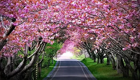 Cherry Blossom Fest