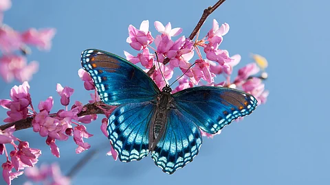 Butterflies in Assam: Diversity and Ecology