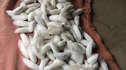 एरी सिल्क